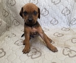 Bison - Male Labrador Retriever-Rhodesian Ridgeback Mix Puppy for Sale - Small photo