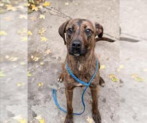 Mutt Dogs for adoption in Tulsa, OK, USA