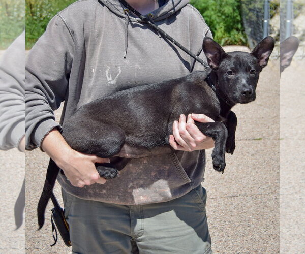 Medium Photo #2 American Staffordshire Terrier-German Shepherd Dog Mix Puppy For Sale in Huntley, IL, USA