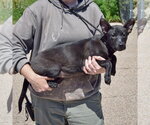Small #1 American Staffordshire Terrier-German Shepherd Dog Mix