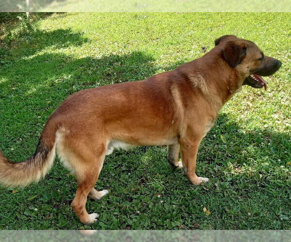 Medium Photo #3 Anatolian Shepherd-Mastiff Mix Puppy For Sale in Cabool, MO, USA
