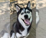 Small Siberian Husky