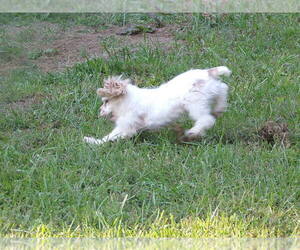 Cocker Spaniel Puppy for sale in CROSSVILLE, TN, USA