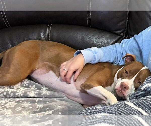 Medium Photo #3 American Pit Bull Terrier-Unknown Mix Puppy For Sale in Germantown, OH, USA