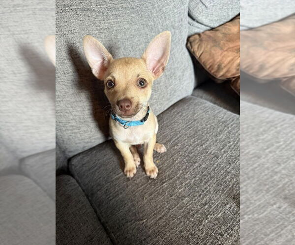 Medium Photo #1 Chihuahua-Unknown Mix Puppy For Sale in Shermans Dale, PA, USA