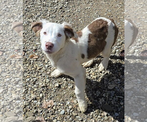 Medium Photo #1 Australian Shepherd-Saint Bernard Mix Puppy For Sale in Woodsfield, OH, USA