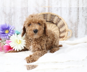 Poodle (Miniature) Puppy for sale in SHILOH, OH, USA