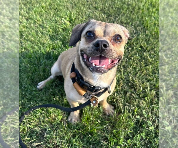 Medium Photo #2 Beabull Puppy For Sale in Evansville, IN, USA