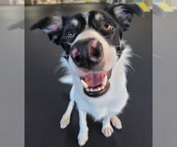 Medium Photo #23 Border Collie Puppy For Sale in Highland, IL, USA