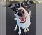 Small #22 Border Collie