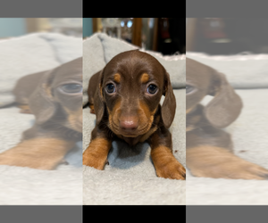 Medium Dachshund
