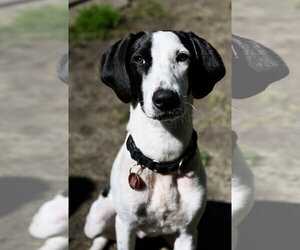 Mutt Dogs for adoption in Wakefield, RI, USA