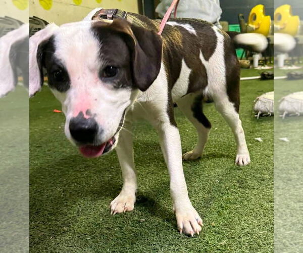 Medium Photo #4 Labrador Retriever-Unknown Mix Puppy For Sale in Alexander, AR, USA