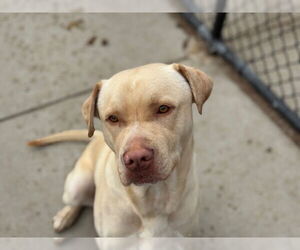 Labrador Retriever Dogs for adoption in Tulsa, OK, USA