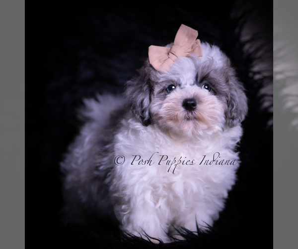 Medium Photo #2 Maltipoo (Toy) Puppy For Sale in WARSAW, IN, USA