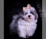 Small #1 Maltipoo (Toy)