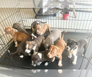 American Bully-American Pit Bull Terrier Mix Puppy for sale in STOCKBRIDGE, GA, USA
