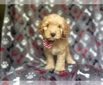 Small #7 Cavapoo