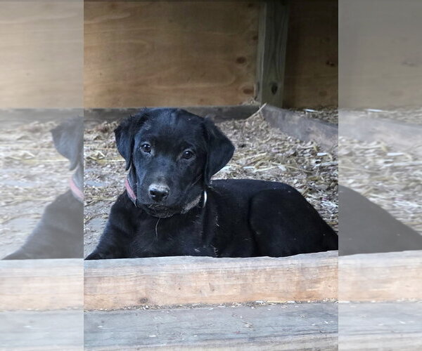 Medium Photo #4 Labrador Retriever-Unknown Mix Puppy For Sale in Kannapolis, NC, USA