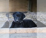 Small #3 Labrador Retriever Mix