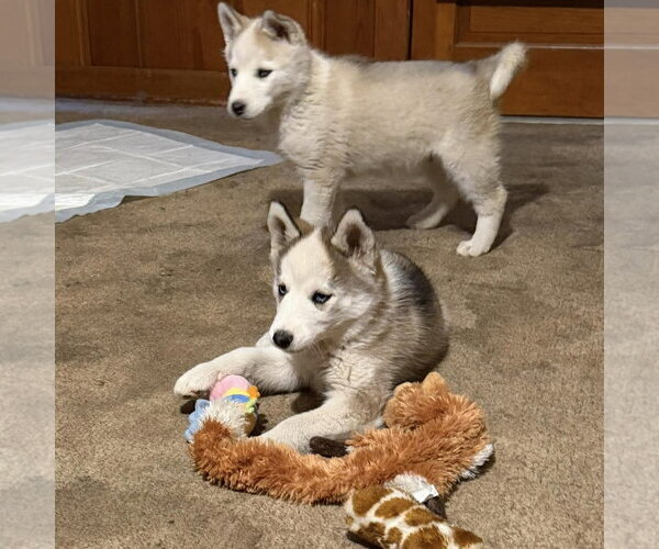 Medium Photo #3 Siberian Husky Puppy For Sale in Spring Lake, NC, USA