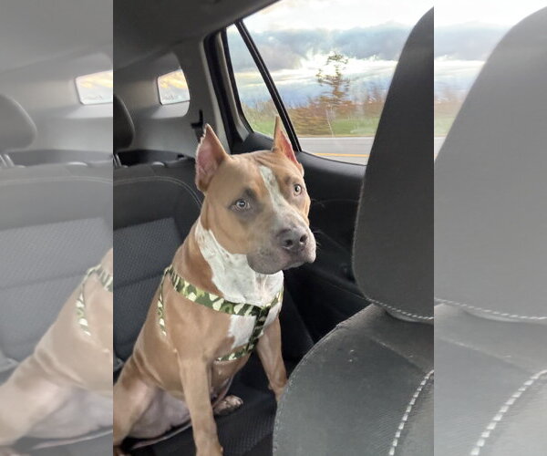 Medium Photo #3 Mutt Puppy For Sale in Lockport, NY, USA