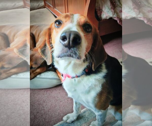 Medium Photo #4 Beagle-Border Collie Mix Puppy For Sale in Valrico, FL, USA