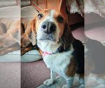 Small Photo #4 Beagle-Border Collie Mix Puppy For Sale in Valrico, FL, USA
