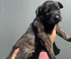 Medium Dutch Shepherd Dog