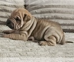 Puppy Spaghetti Chinese Shar-Pei