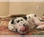 Small Photo #37 Great Dane Puppy For Sale in MARICOPA, AZ, USA