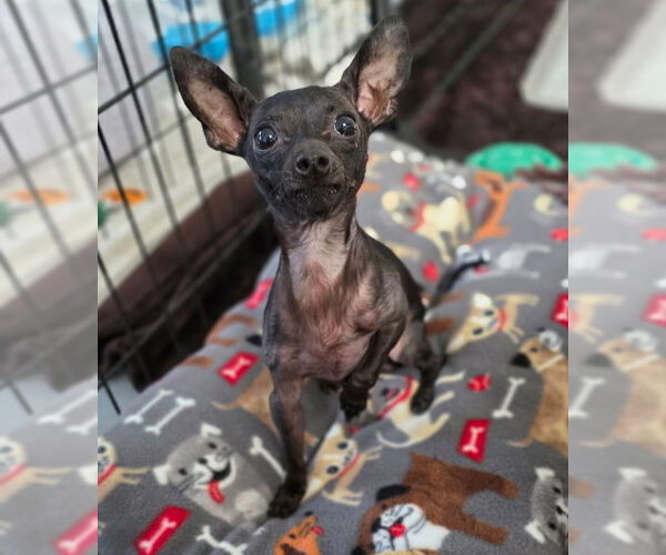 Medium Photo #2 Chihuahua Puppy For Sale in Petaluma, CA, USA