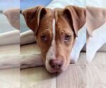 Small #17 American Pit Bull Terrier Mix
