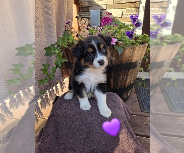 Medium Photo #1 Australian Shepherd Puppy For Sale in SALISBURY, PA, USA