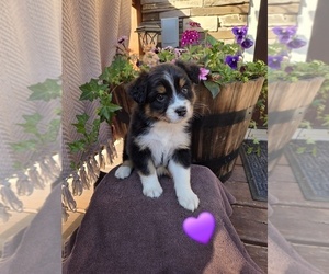 Medium Australian Shepherd