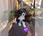 Puppy Biscuit Australian Shepherd