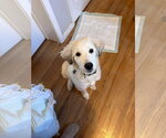 Small #5 Maremma Sheepdog