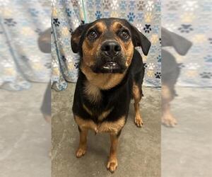 Labrottie Dogs for adoption in Rosenberg, TX, USA