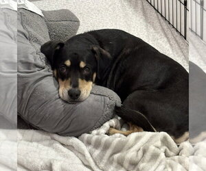 Harley Memphis - Male Labrador Retriever-Unknown Mix Dog for Adoption - Photo #11