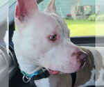 Small #7 American Pit Bull Terrier