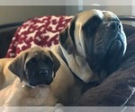 Small Photo #2 Mastiff Puppy For Sale in EAST GRIDLEY, CA, USA