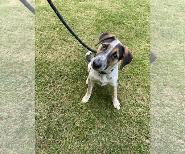 Medium Photo #1 Australian Shepherd-Unknown Mix Puppy For Sale in Low Moor, VA, USA