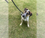 Small Australian Shepherd Mix
