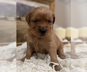 Golden Retriever Puppy for sale in FORDLAND, MO, USA