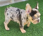 Small #2 French Bulldog