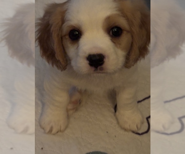 Medium Photo #1 Cavachon Puppy For Sale in OLYMPIA, WA, USA