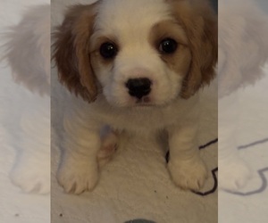 Medium Cavachon