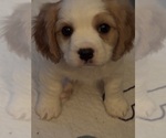 Puppy Ollie Cavachon
