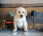 Puppy Peter Golden Labrador