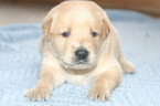 Small #7 Golden Labrador